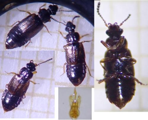 Réf. 322 150 : Omalium rivulare